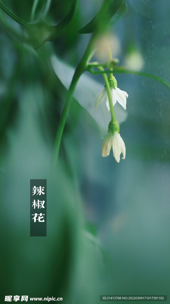 綠植綠葉植物