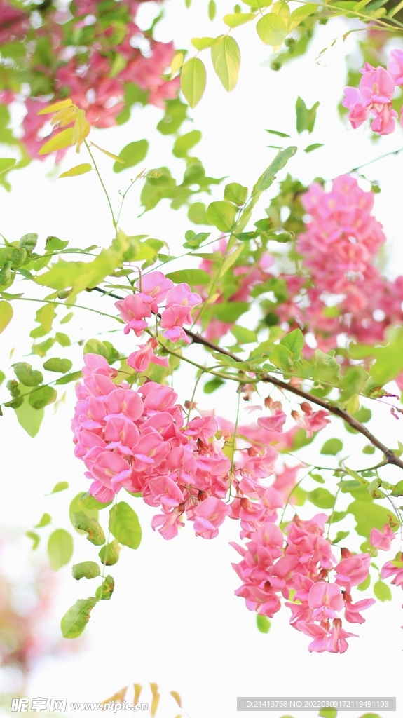櫻花桃花鮮花