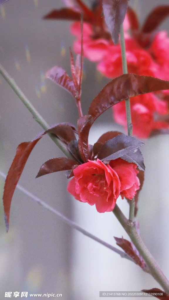 臘梅寒梅梅花