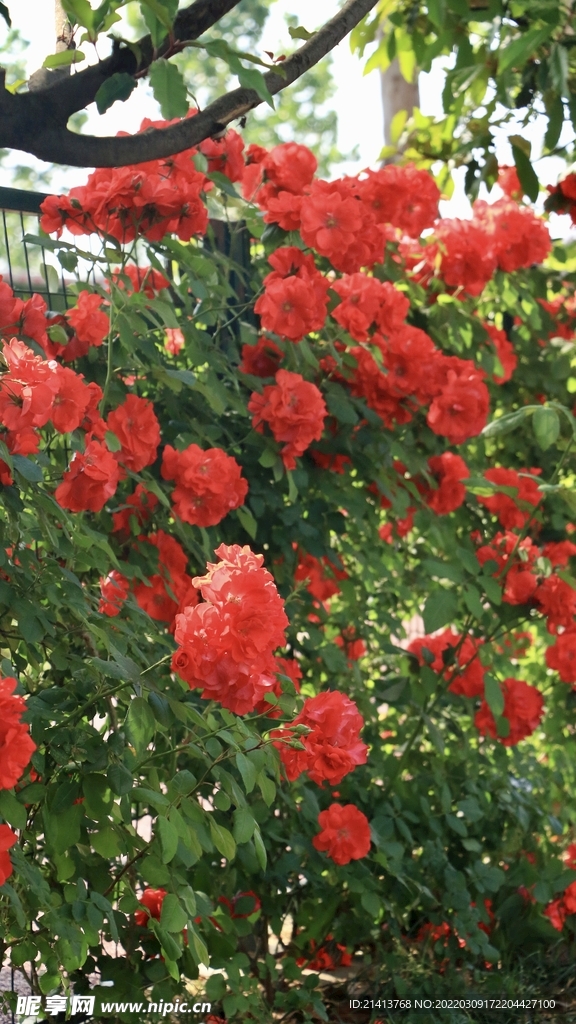 月季花朵花卉