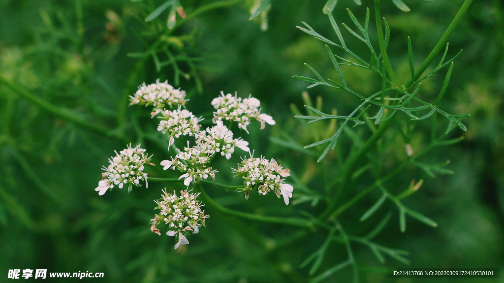 綠植花草小花