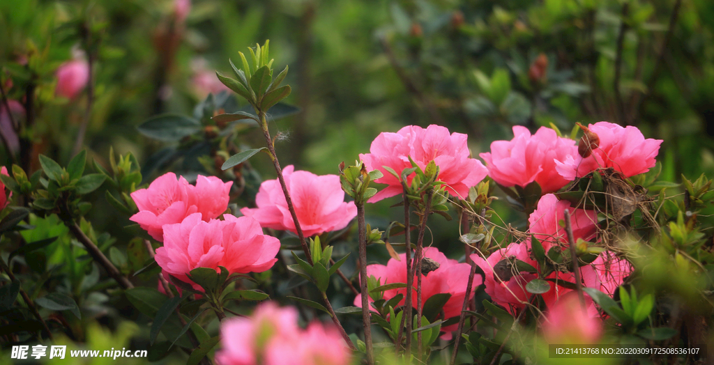杜鵑花映山紅 