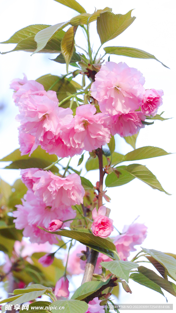 櫻花桃花梅花 