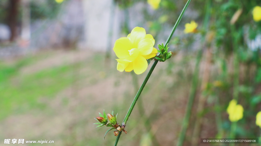花朵迎春花 