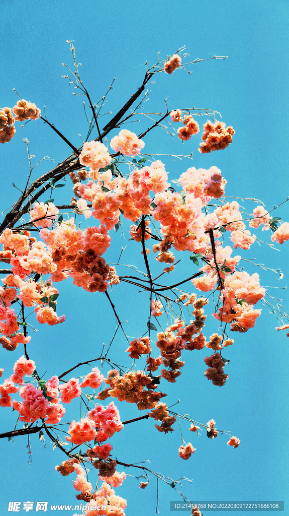櫻花桃花梅花