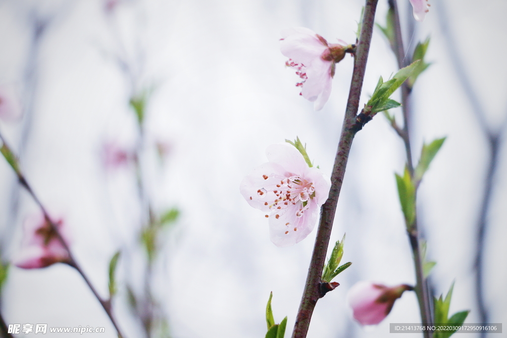 櫻花桃花梅花
