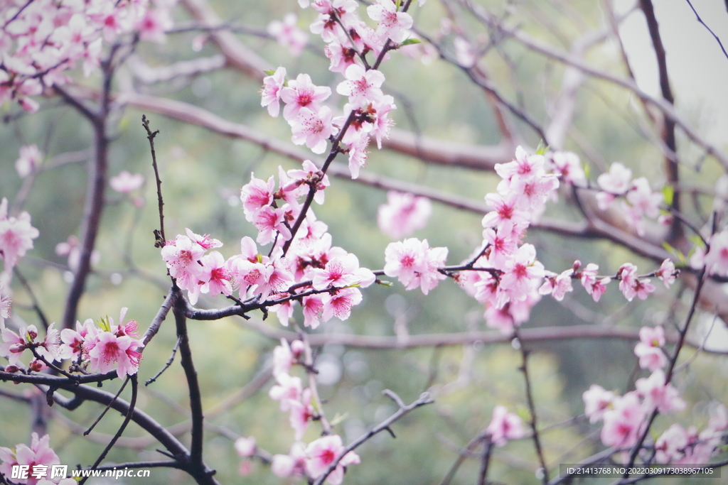 櫻花桃花梅花