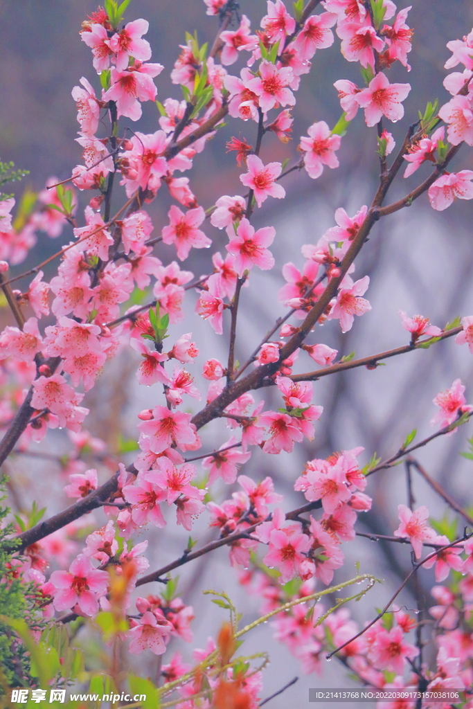 腊梅寒梅梅花 