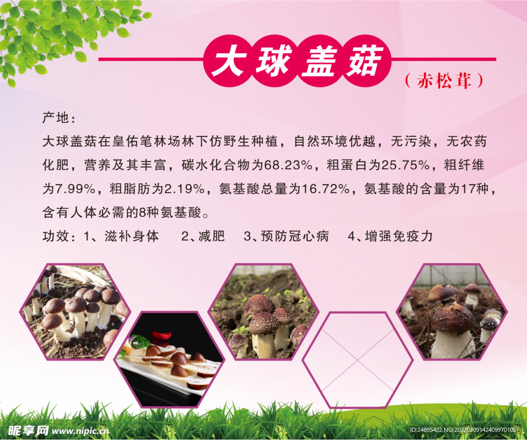 蓋菇海報(bào)