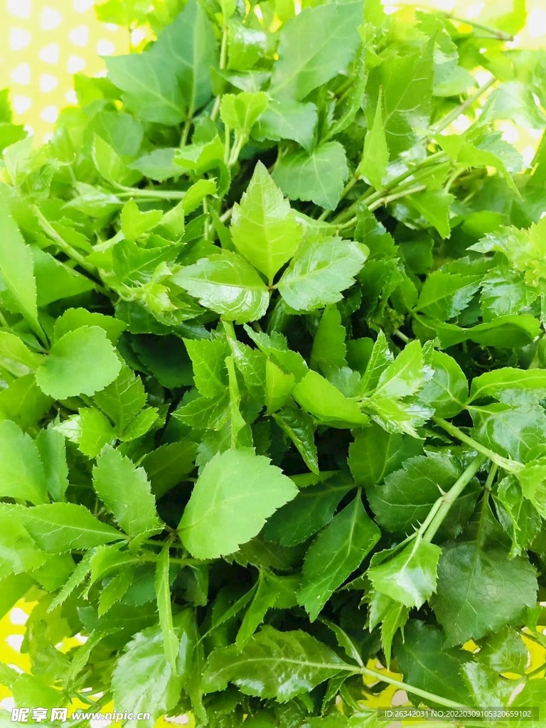 勒勾菜