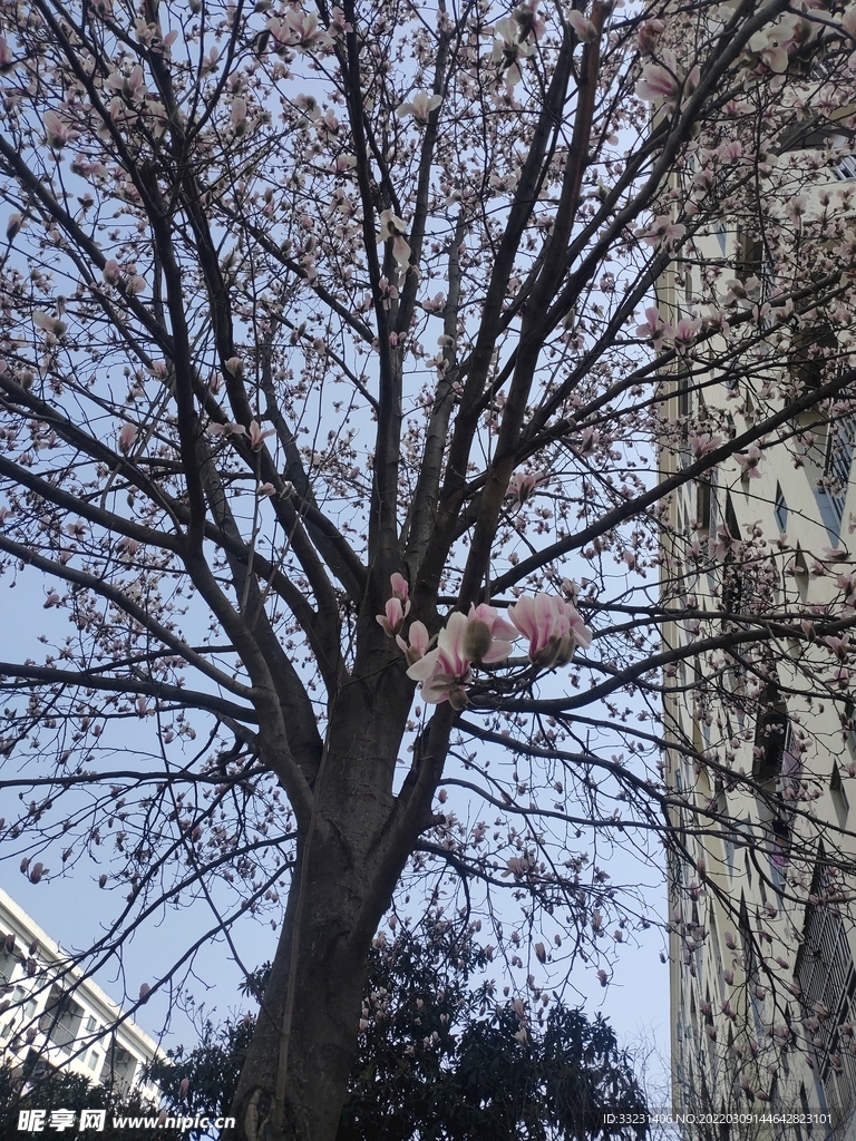 玉蘭