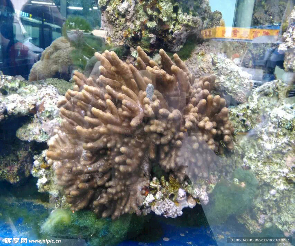鱼缸观赏假山珊瑚