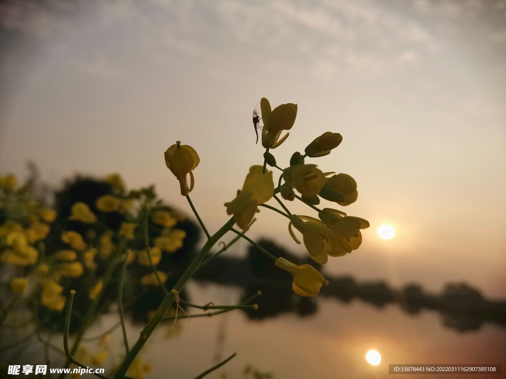菜花