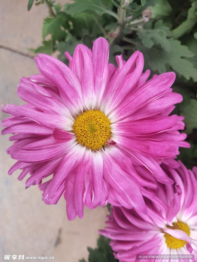 小雛菊菊花 