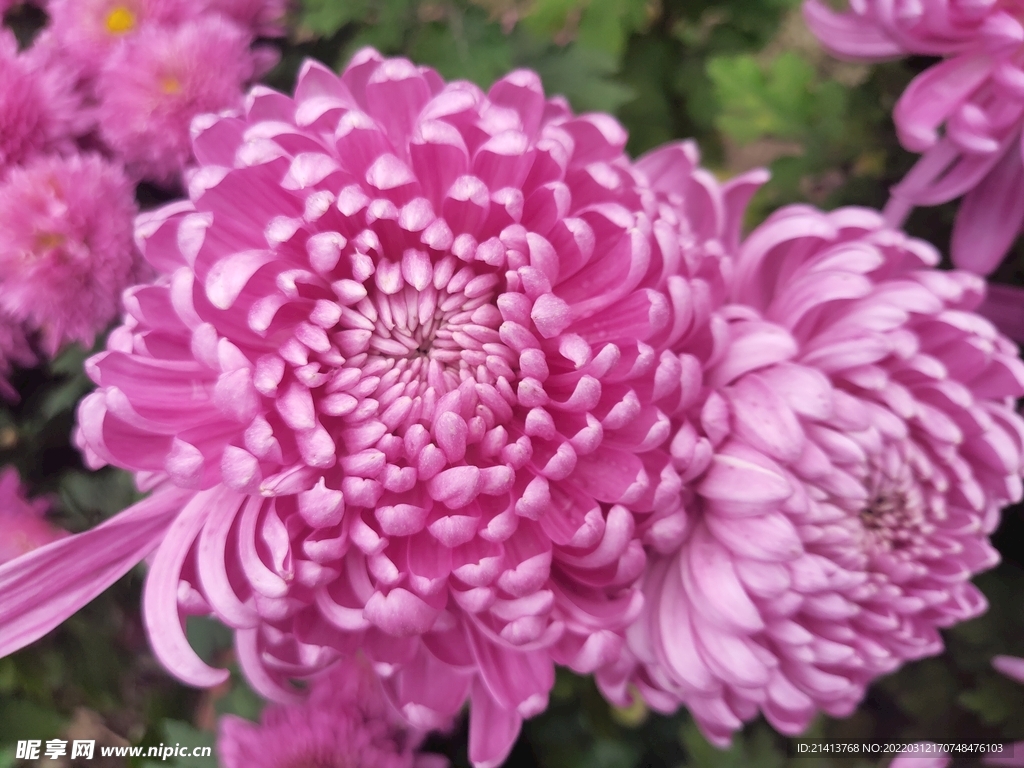 小雛菊菊花