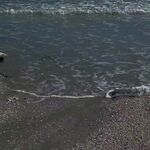 海