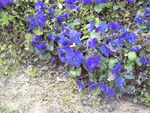 牵牛花 花朵 蓝色 紫色 绿色