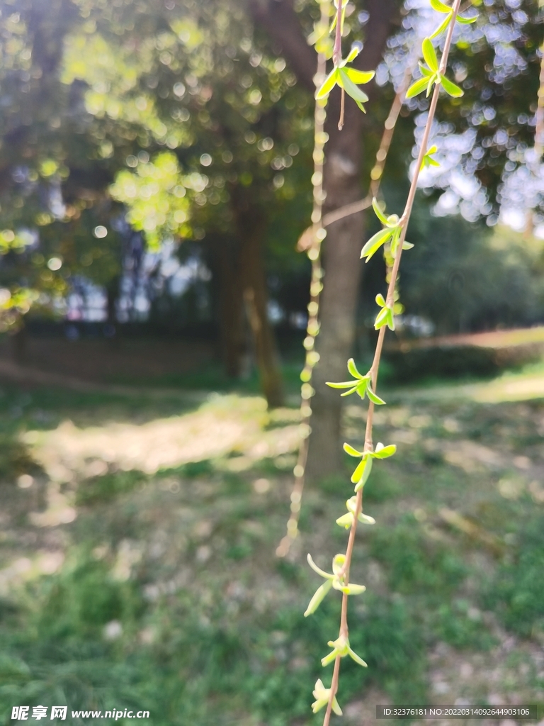 柳葉 柳樹發(fā)芽
