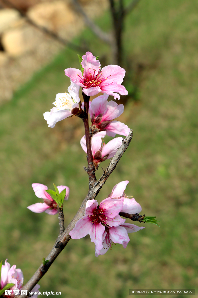 粉色桃花