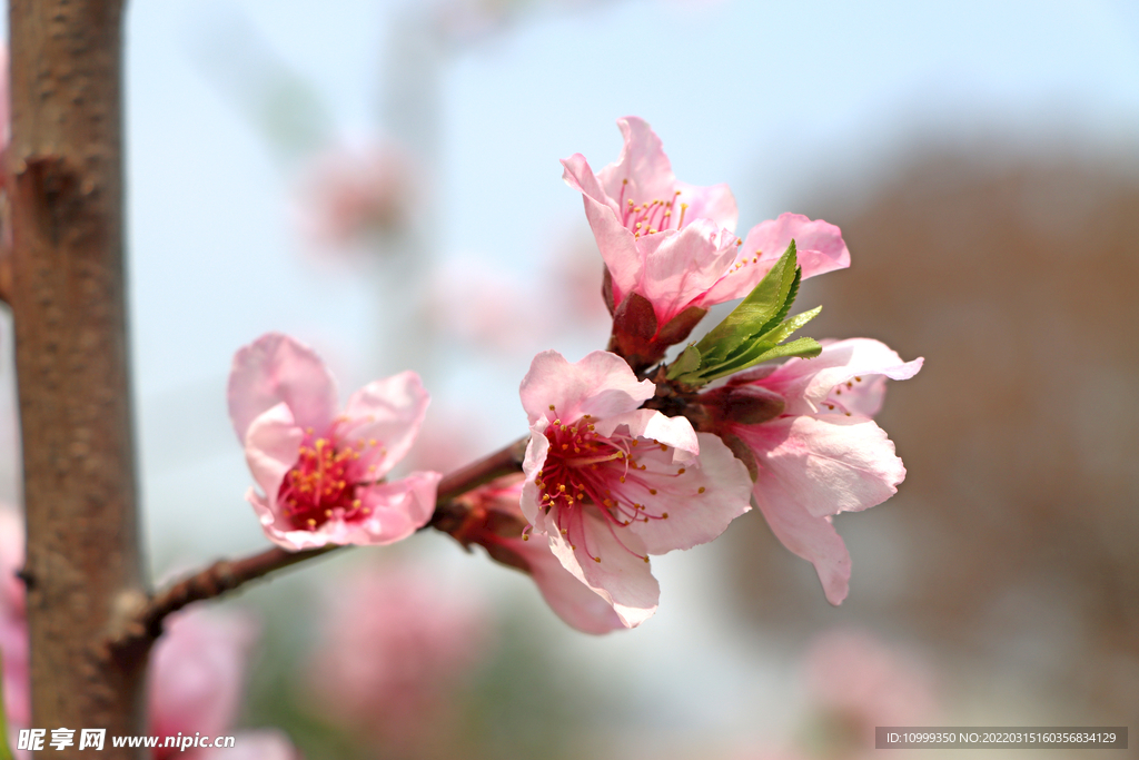 春天桃花