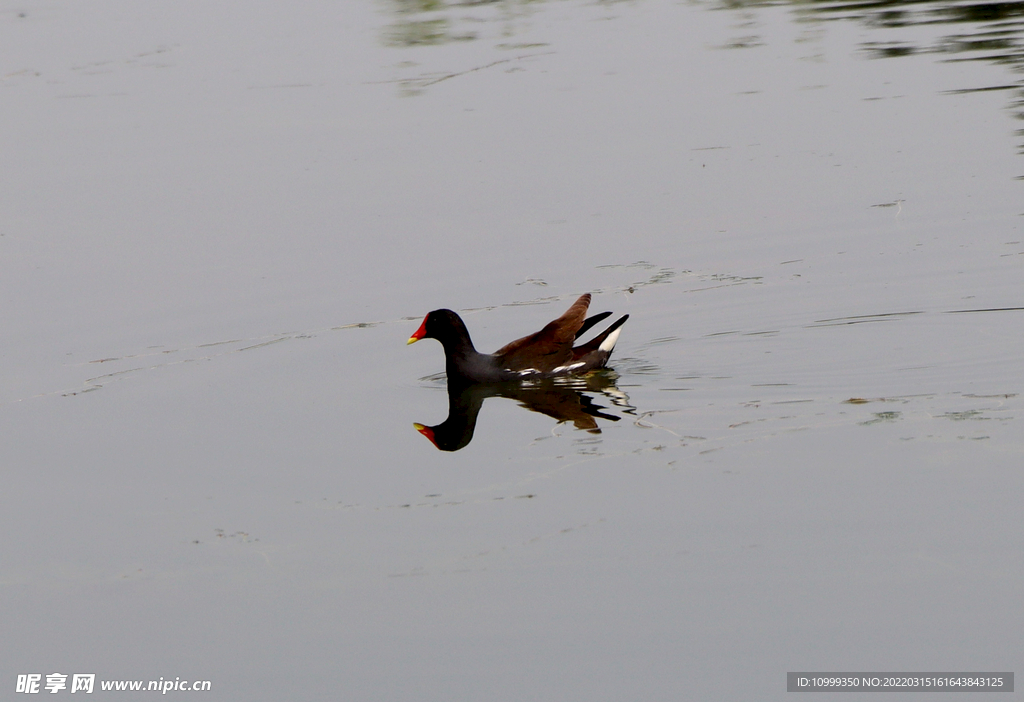 湿地公园里的水鸟
