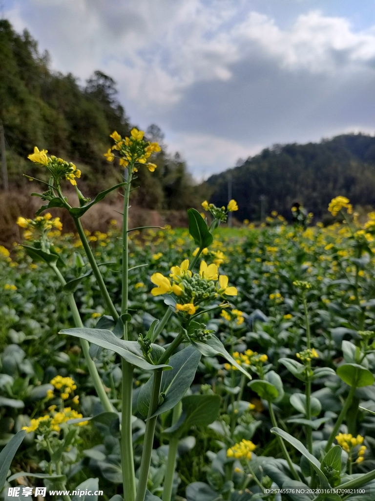 油菜花