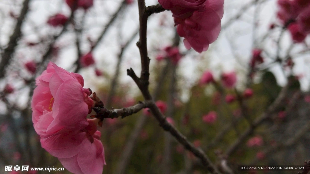 梅花