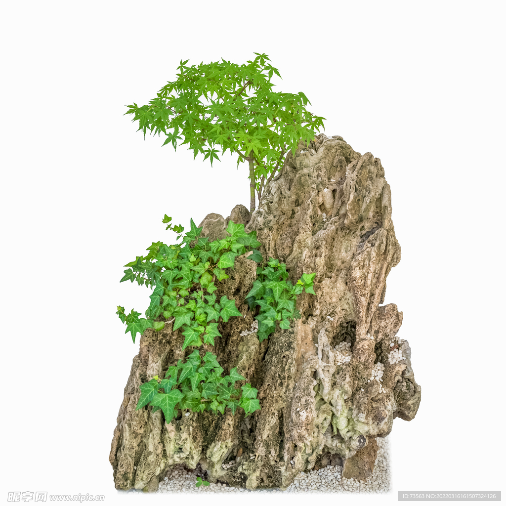 盤景 影樓素材 中國風 青松 