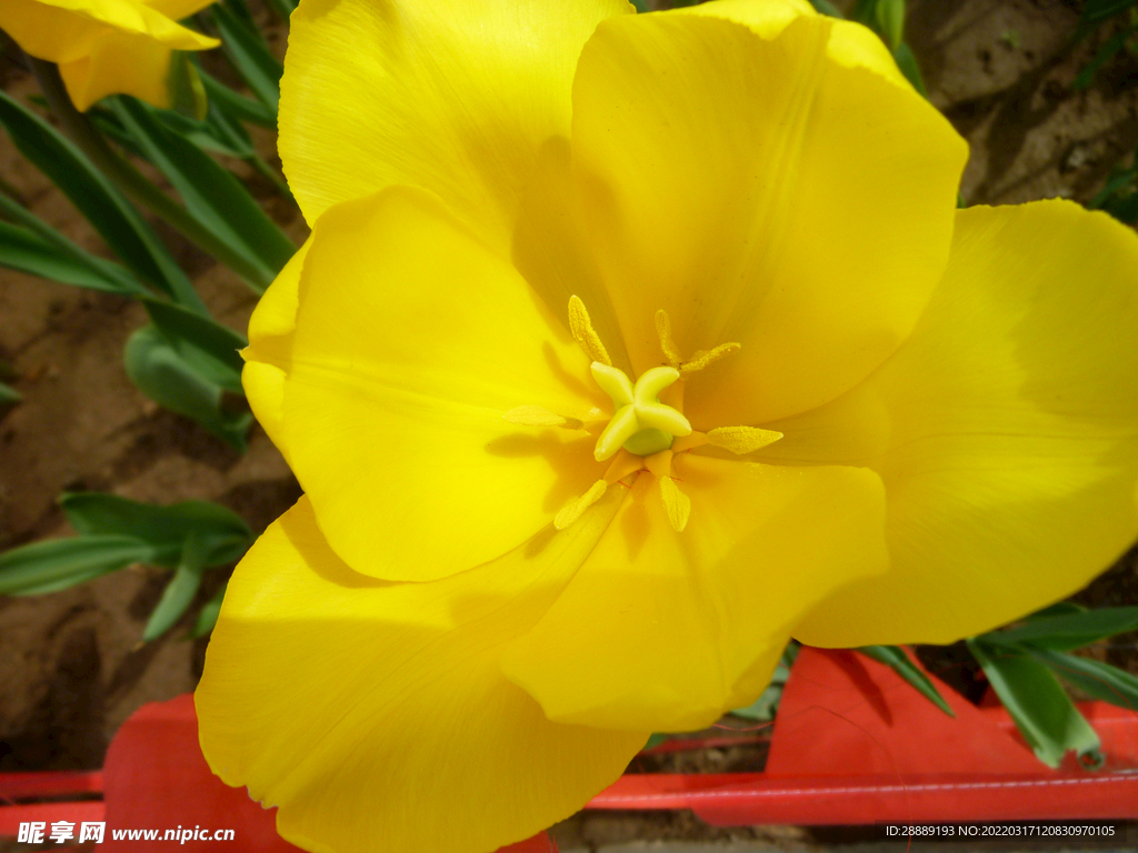 郁金香花