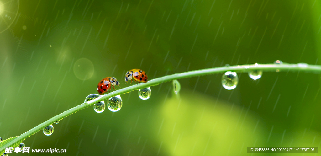 谷雨植物