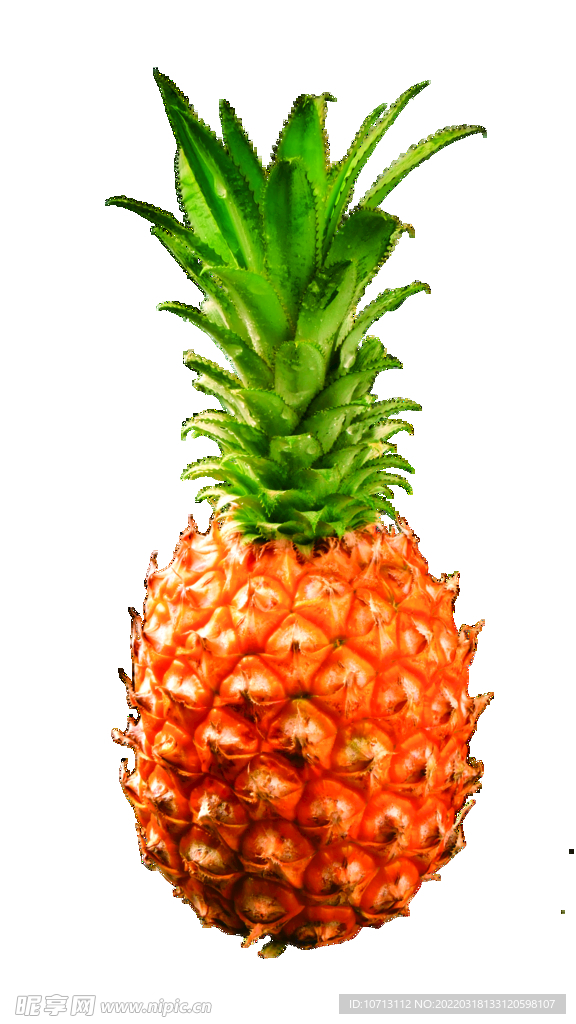 矢量菠蘿