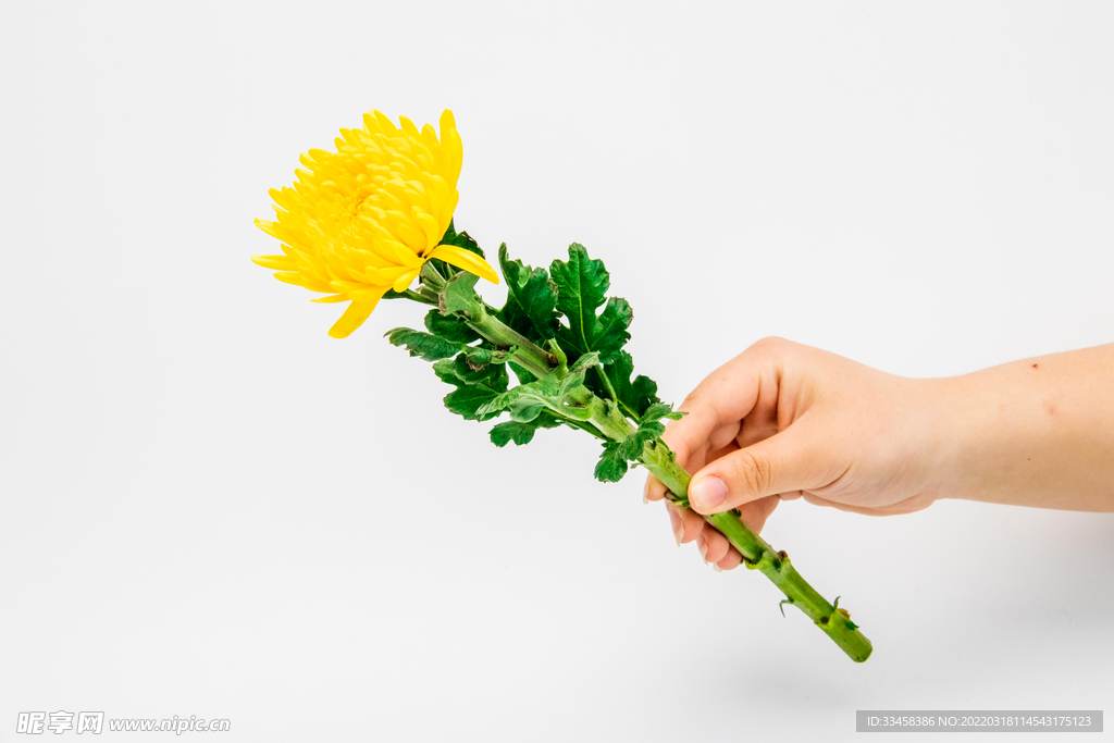 清明節(jié)祭祀菊花