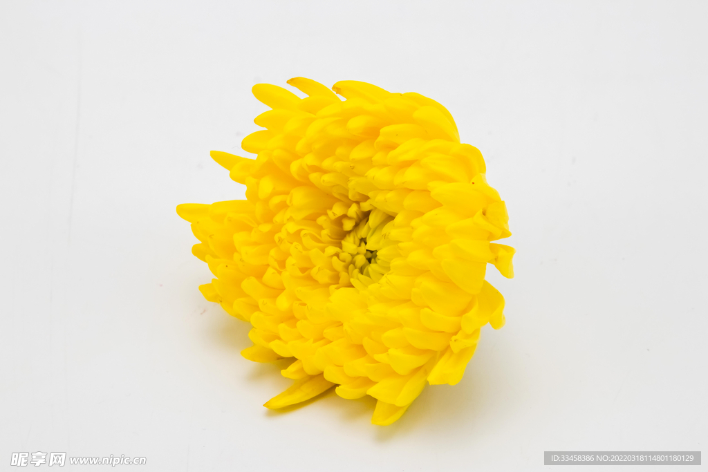 清明節祭祀菊花