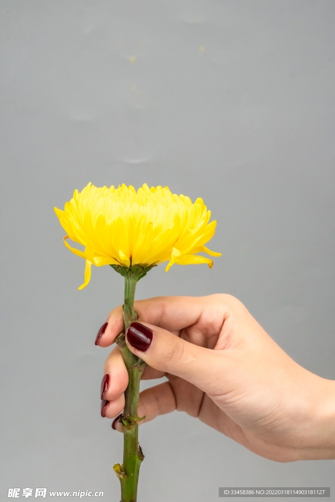 清明節祭祀菊花