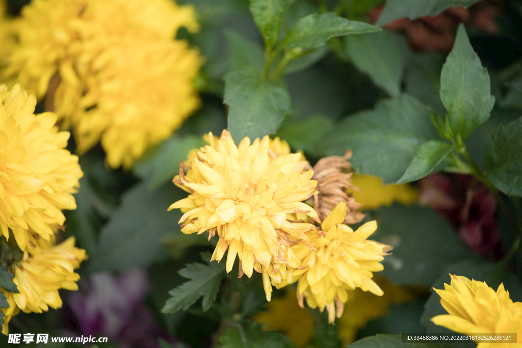 菊花清明節(jié)