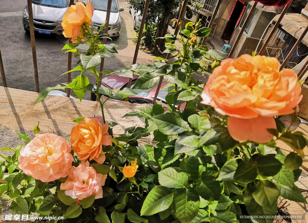 花