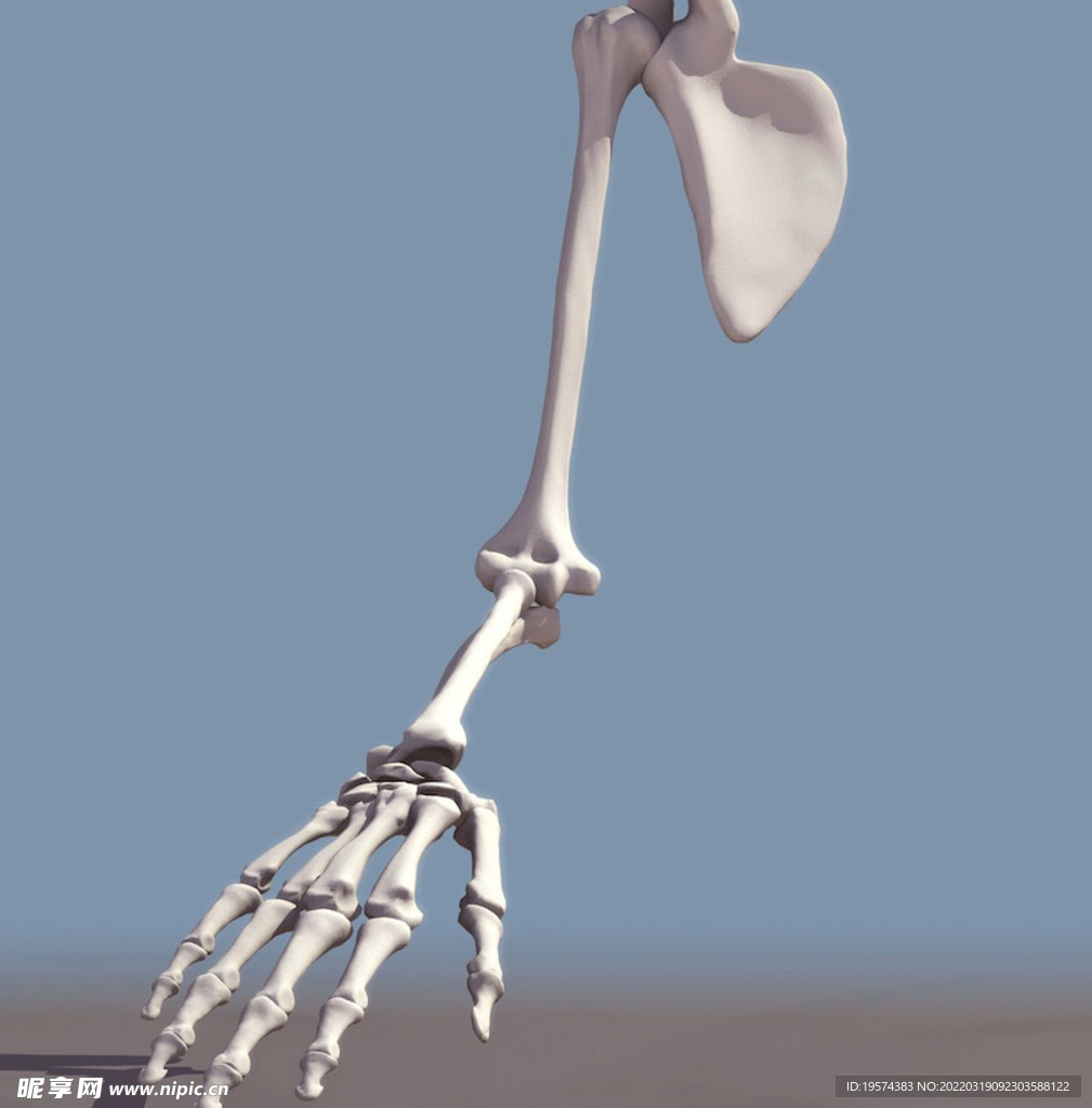 手臂骨骼3dmax模型 