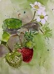 草莓