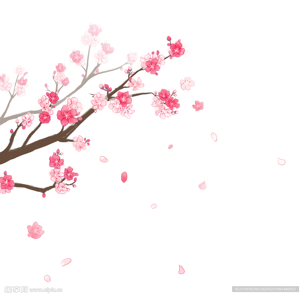 櫻花