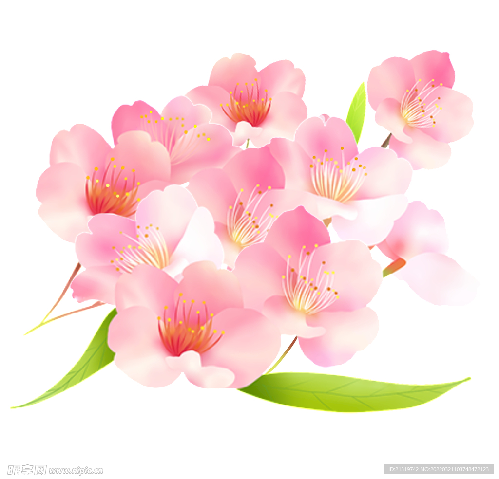 櫻花素材