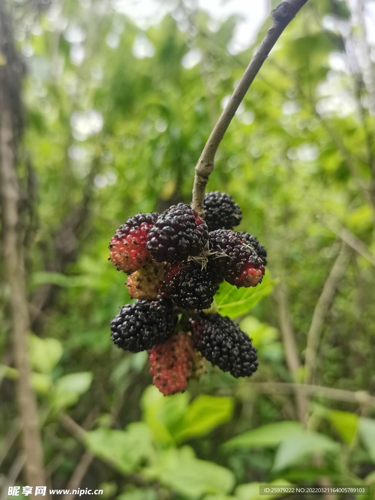 桑葚熟了的季节