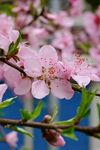 春季桃花盛开实物摄影图