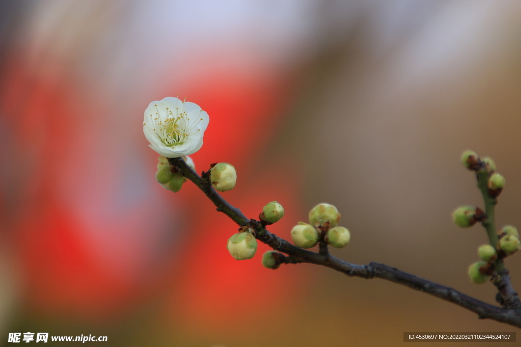 梅花
