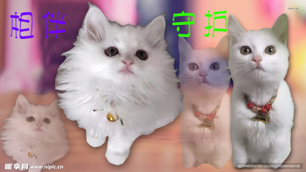 貓貓