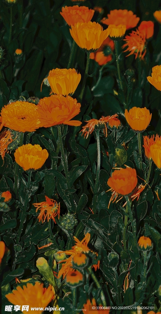  花