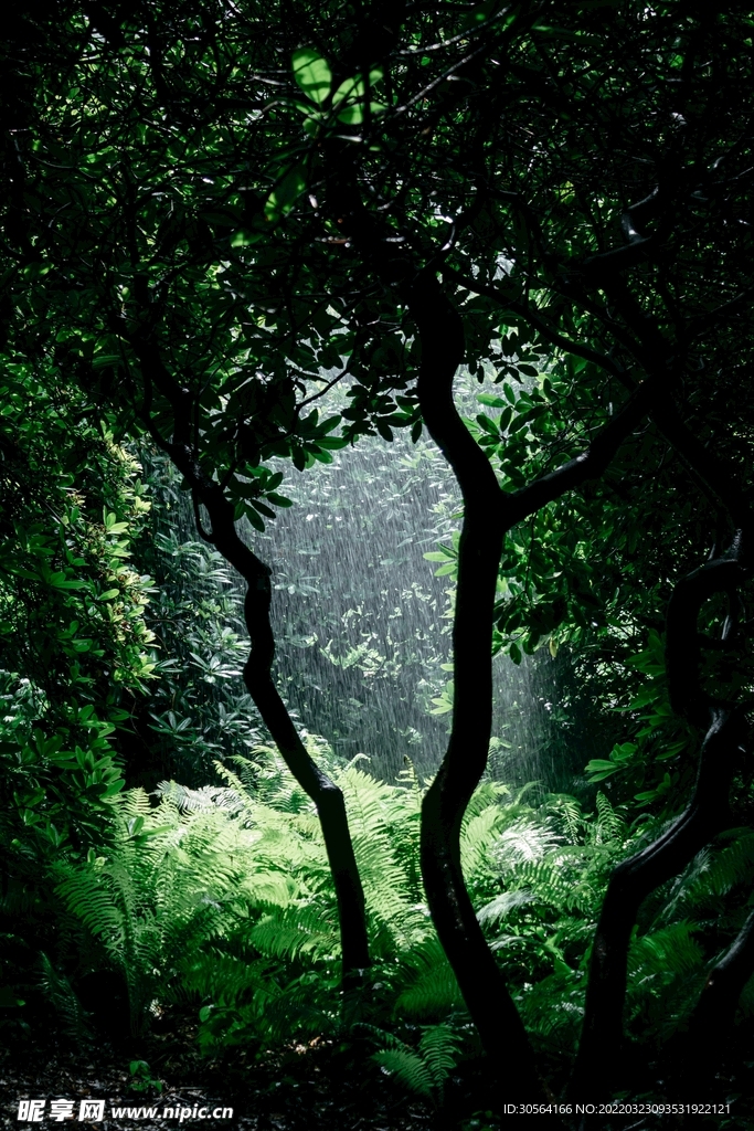 戶外森林自然景觀