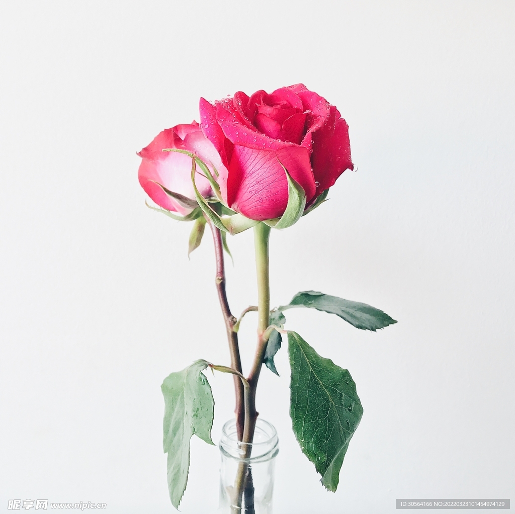 簡約玫瑰花