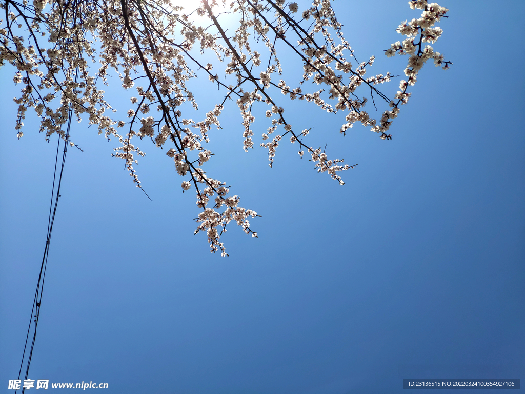 电线 蓝天 梅花树 开春 春天