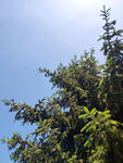 蓝天白云天空树木松树仰望天空阳