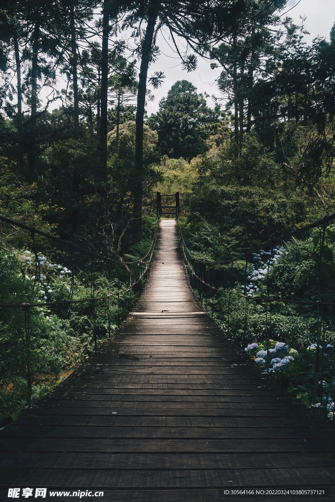 戶外森林大橋自然景觀